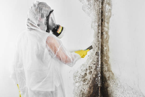 Best DIY Mold Remediation in Hugoton, KS